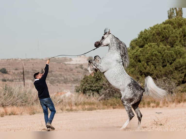 Pur-sang arabe Étalon 10 Ans 160 cm Gris moucheté in Salamanca