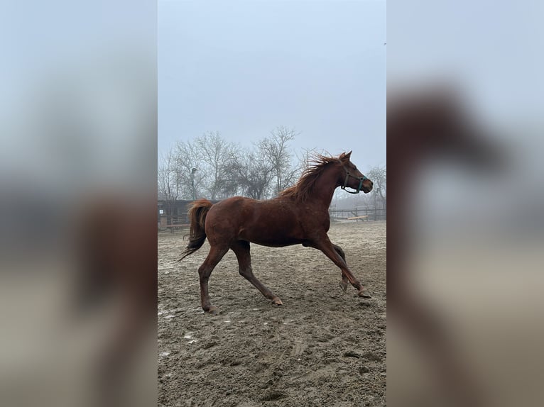 Pur-sang arabe Étalon 10 Ans Alezan brûlé in Bucharest