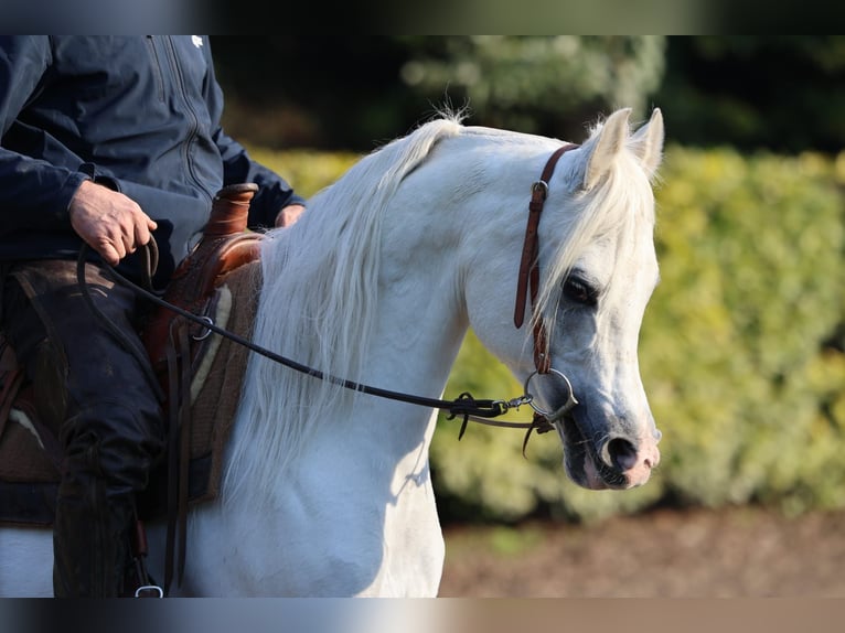 Pur-sang arabe Étalon 11 Ans Gris in Lgota