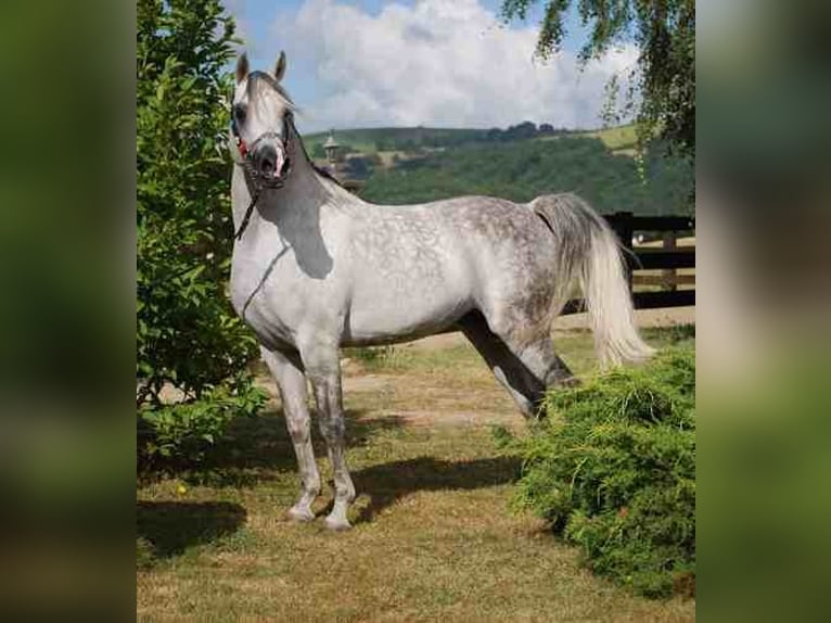 Pur-sang arabe Étalon 13 Ans 146 cm Alezan cuivré in Sainte-Gauburge-Sainte-Colombe