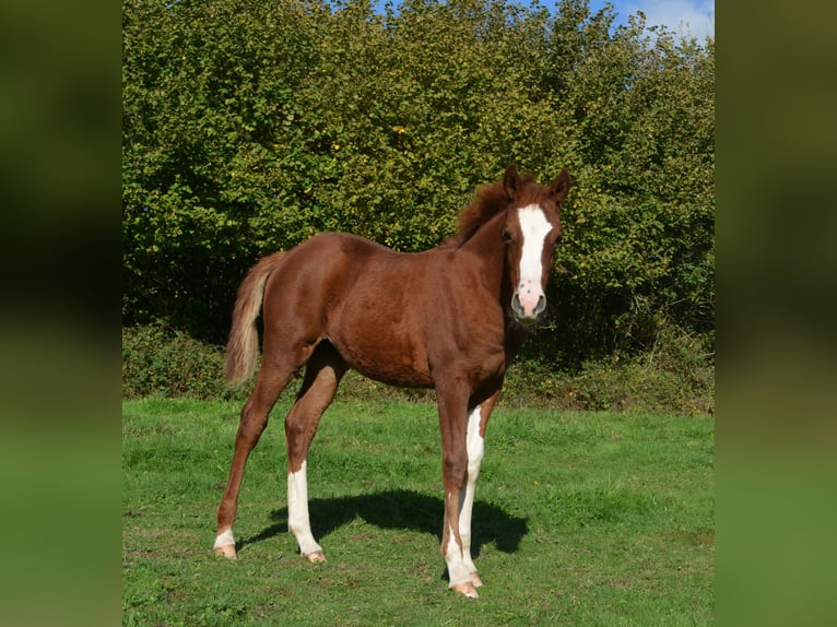 Pur-sang arabe Étalon 13 Ans 146 cm Alezan cuivré in Sainte-Gauburge-Sainte-Colombe