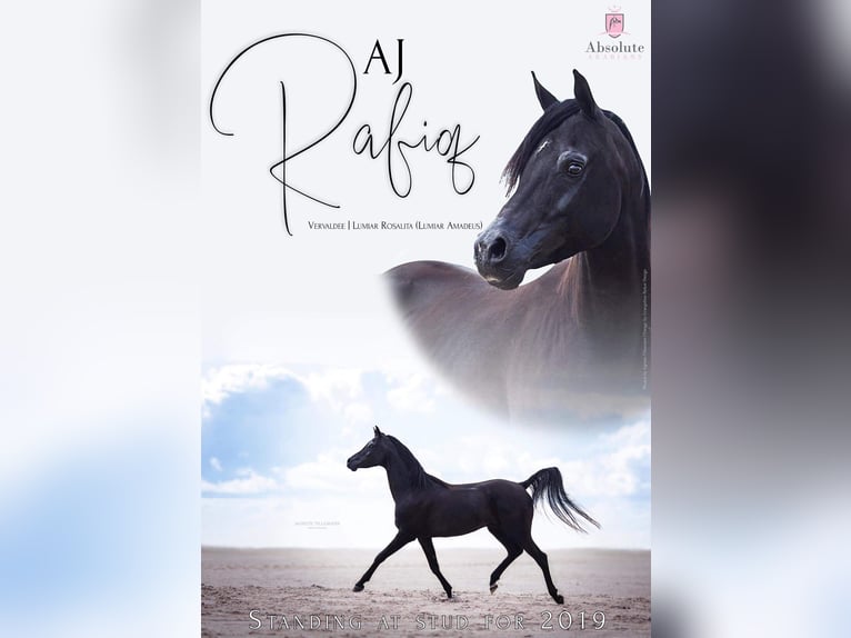 Pur-sang arabe Étalon 13 Ans 158 cm Noir in Hobro