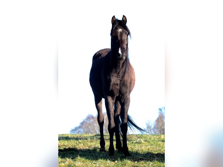 Pur-sang arabe Étalon 13 Ans 158 cm Noir in Hobro