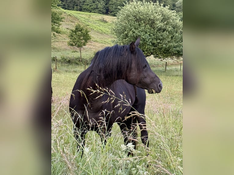 Pur-sang arabe Étalon 13 Ans 158 cm Noir in Hobro