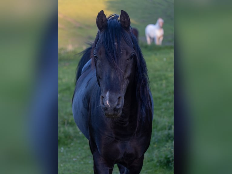 Pur-sang arabe Étalon 13 Ans 158 cm Noir in Hobro