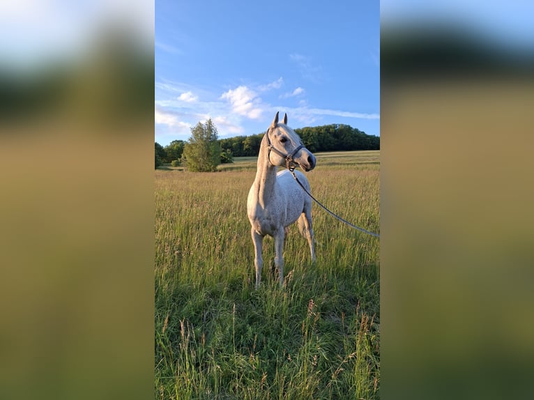Pur-sang arabe Étalon 14 Ans Gris in Öd