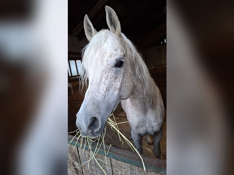 Pur-sang arabe Étalon 14 Ans Gris in Öd