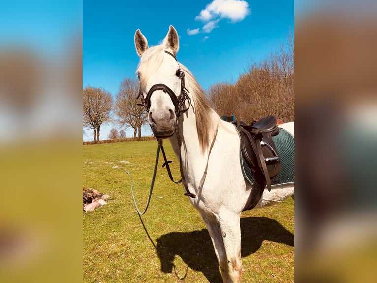 Pur-sang arabe Étalon 17 Ans 156 cm in Lubiszyn