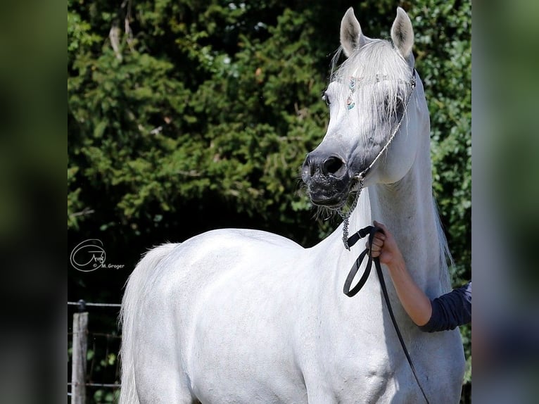 Pur-sang arabe Étalon 18 Ans 156 cm Gris in Leun