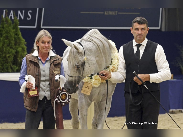 Pur-sang arabe Étalon 18 Ans 156 cm Gris in Leun