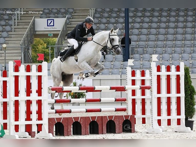 Pur-sang arabe Étalon 18 Ans 156 cm Gris in Leun