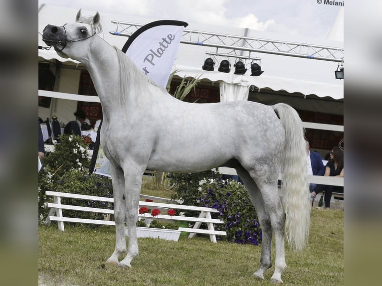 Pur-sang arabe Étalon 18 Ans 156 cm Gris in Leun