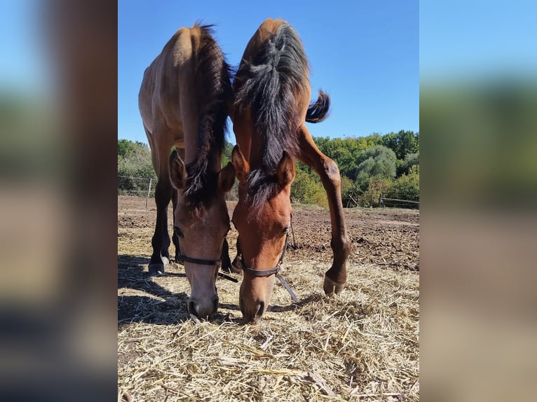 Pur-sang arabe Étalon 1 Année 130 cm Bai cerise in Assenovgrad