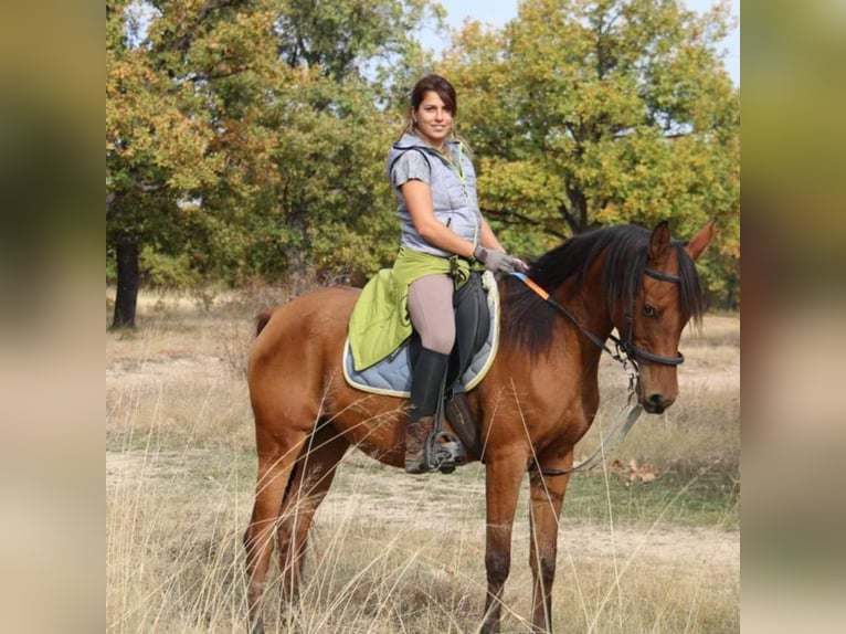 Pur-sang arabe Étalon 1 Année 130 cm Bai cerise in Assenovgrad