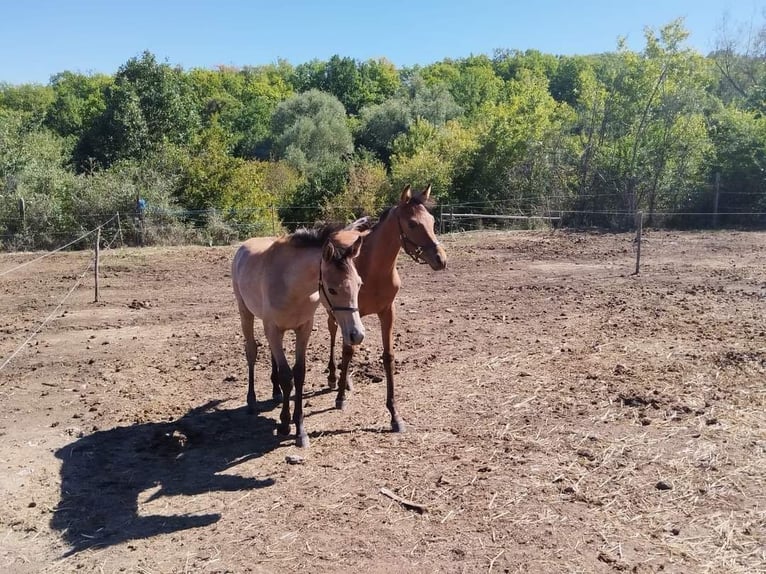 Pur-sang arabe Étalon 1 Année 130 cm Bai cerise in Assenovgrad