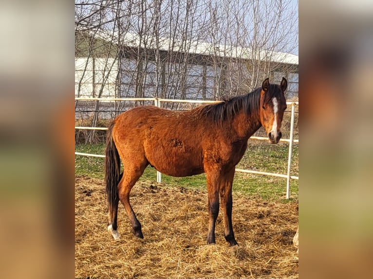 Pur-sang arabe Étalon 1 Année 130 cm Bai in Lubiszyn