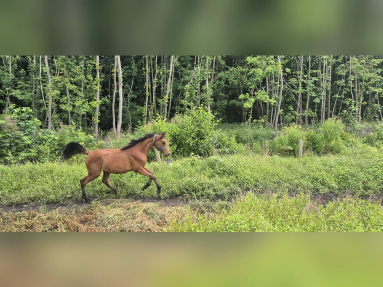 Pur-sang arabe Étalon 1 Année 136 cm Bai in Płocin