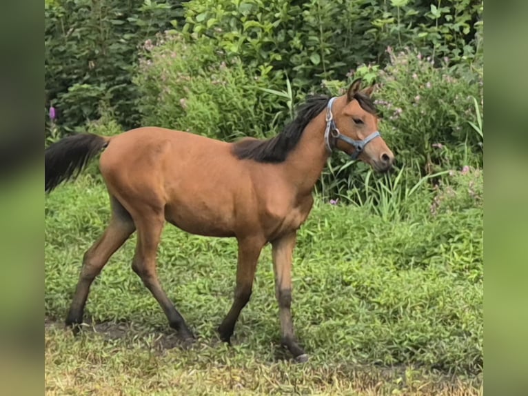 Pur-sang arabe Étalon 1 Année 136 cm Bai in Płocin