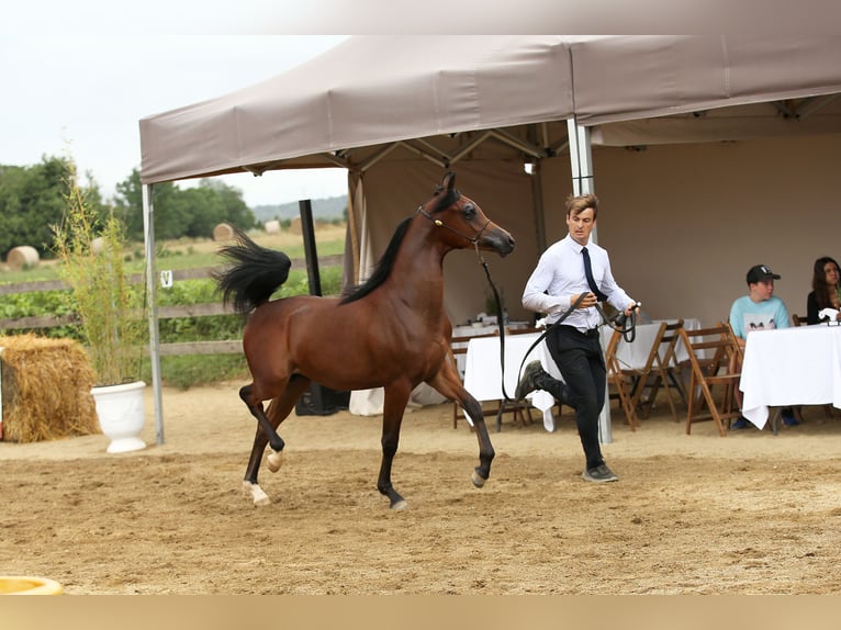 Pur-sang arabe Étalon 1 Année 140 cm Bai in Vilassar De Mar