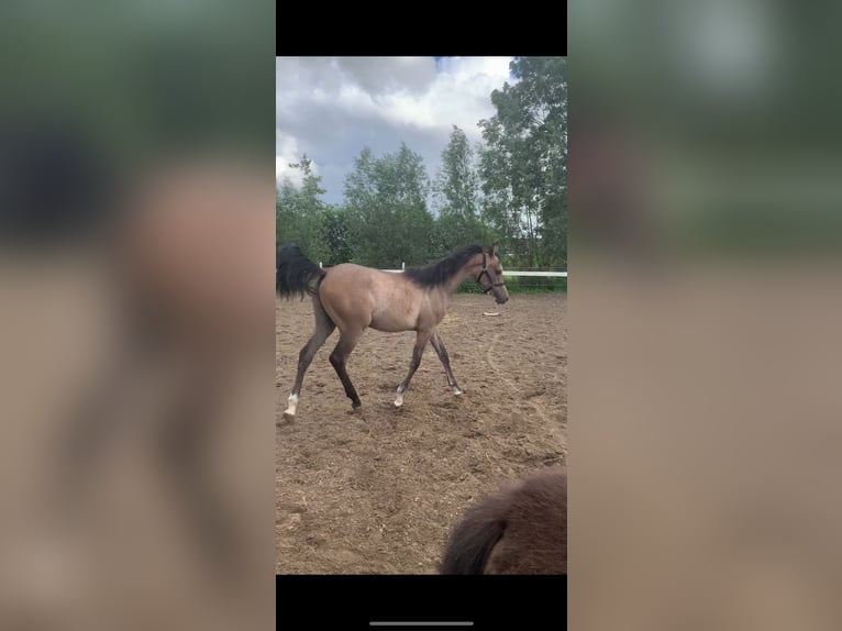 Pur-sang arabe Étalon 1 Année 145 cm Blanc in Hardinxveld-Giessendam