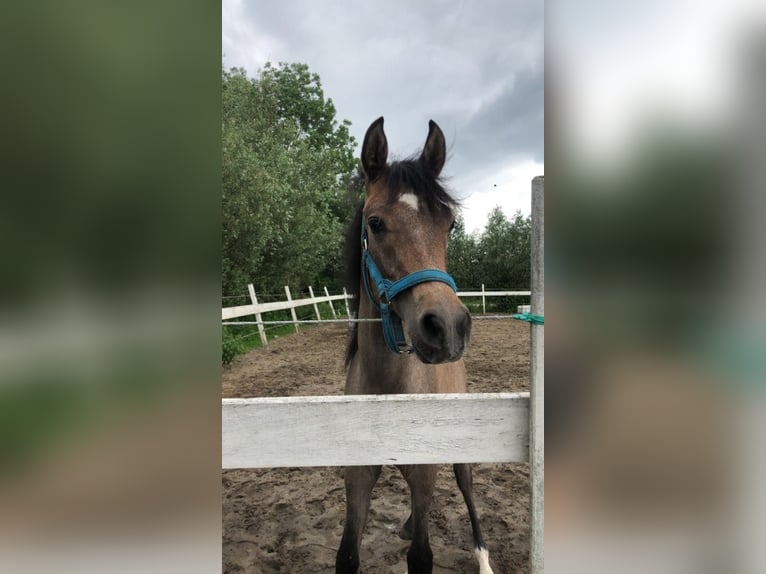 Pur-sang arabe Étalon 1 Année 145 cm Blanc in Hardinxveld-Giessendam