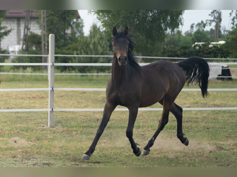 Pur-sang arabe Étalon 1 Année 148 cm Bai brun foncé in Dziemiany