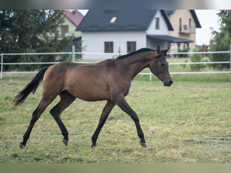 Pur-sang arabe Étalon 1 Année 148 cm Bai cerise in Dziemiany