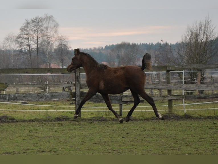 Pur-sang arabe Étalon 1 Année 149 cm Alezan brûlé in HALINÓW