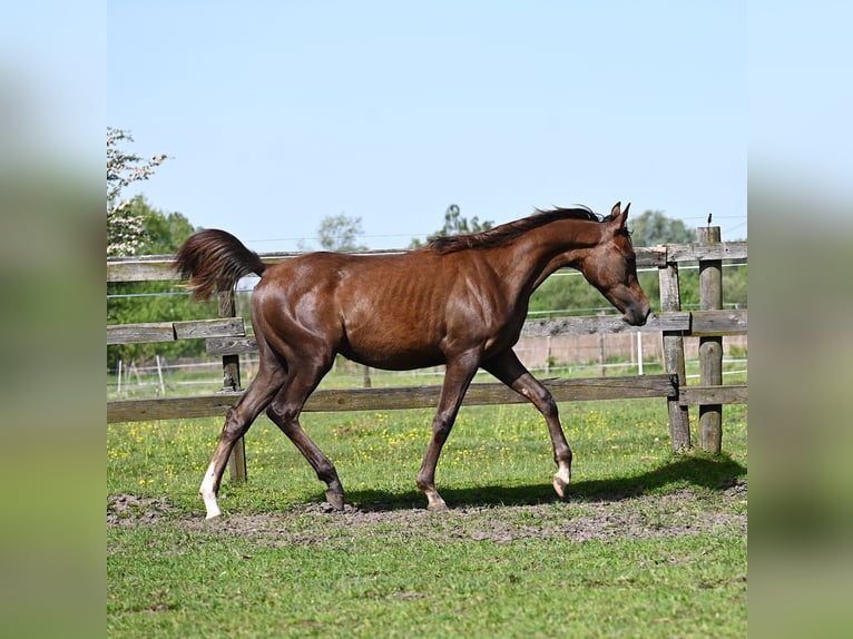 Pur-sang arabe Étalon 1 Année 149 cm Alezan brûlé in HALINÓW