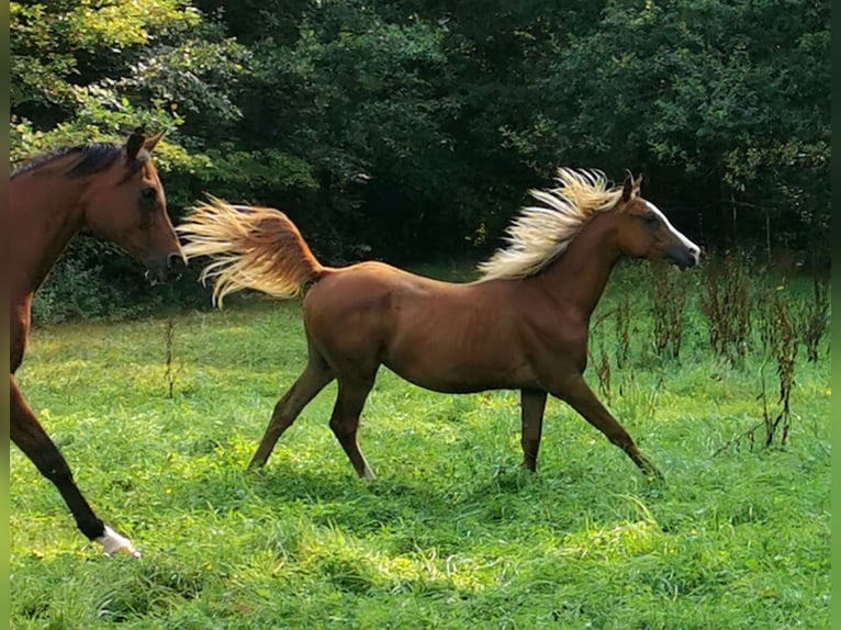 Pur-sang arabe Étalon 1 Année 150 cm Alezan in Kassel