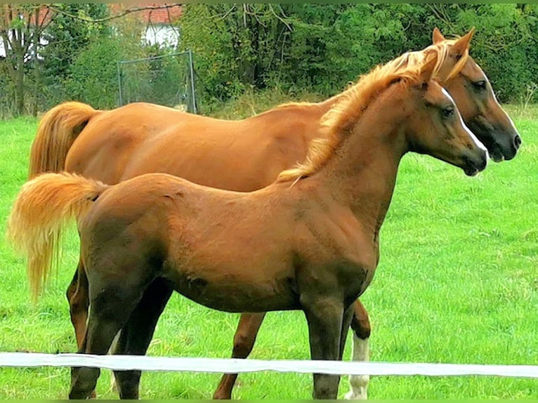 Pur-sang arabe Étalon 1 Année 150 cm Alezan in Kassel