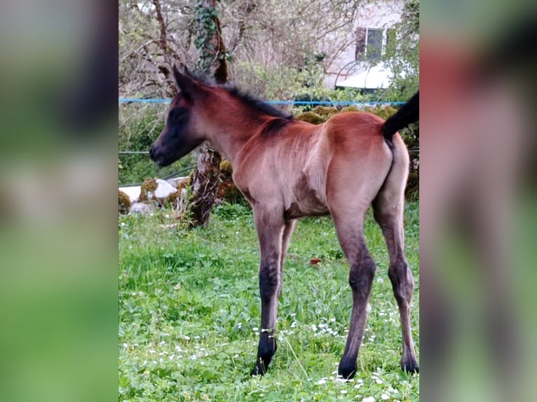 Pur-sang arabe Étalon 1 Année 150 cm Bai in Crégols