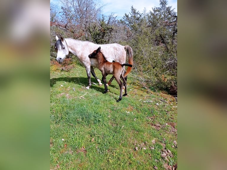 Pur-sang arabe Étalon 1 Année 150 cm Bai in Crégols