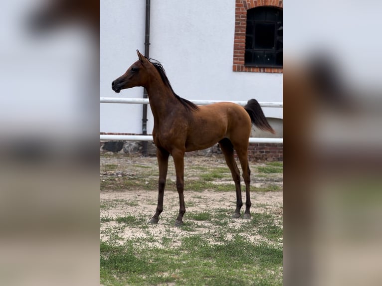 Pur-sang arabe Étalon 1 Année 150 cm Bai in Steszew