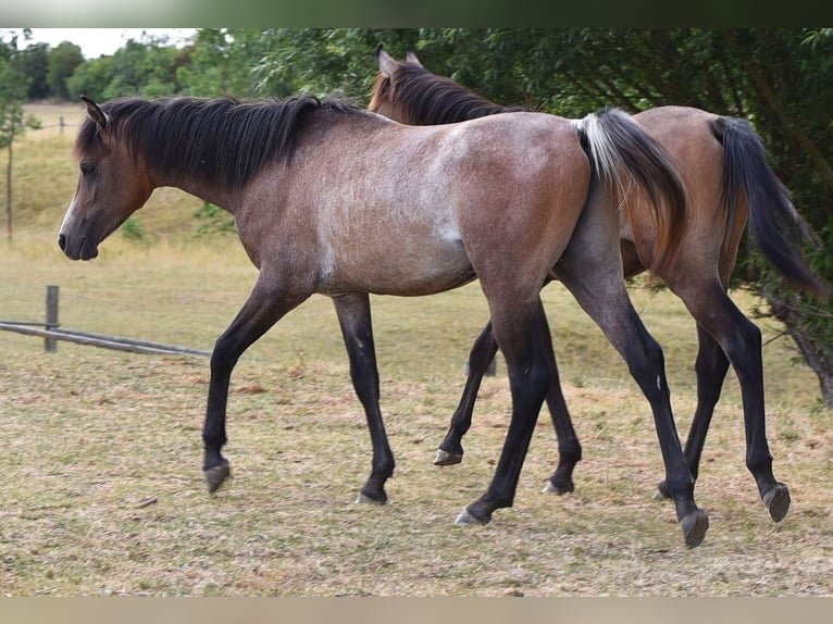 Pur-sang arabe Étalon 1 Année 150 cm Gris in Elxleben