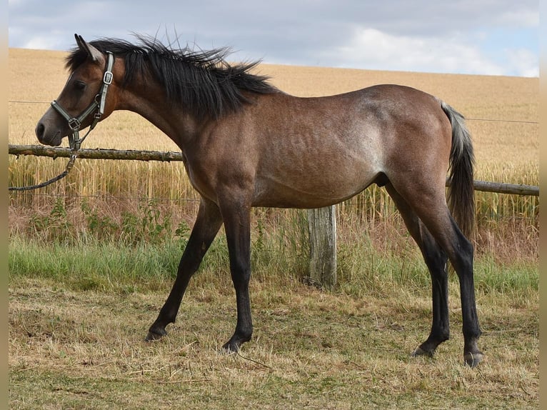 Pur-sang arabe Étalon 1 Année 150 cm Gris in Elxleben
