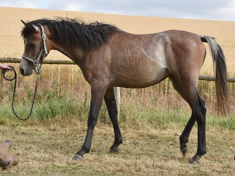 Pur-sang arabe Étalon 1 Année 150 cm Gris in Elxleben