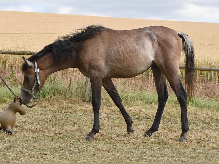 Pur-sang arabe Étalon 1 Année 150 cm Gris in Elxleben