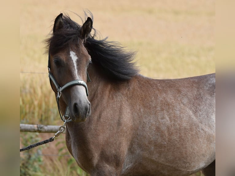 Pur-sang arabe Étalon 1 Année 150 cm Gris in Elxleben