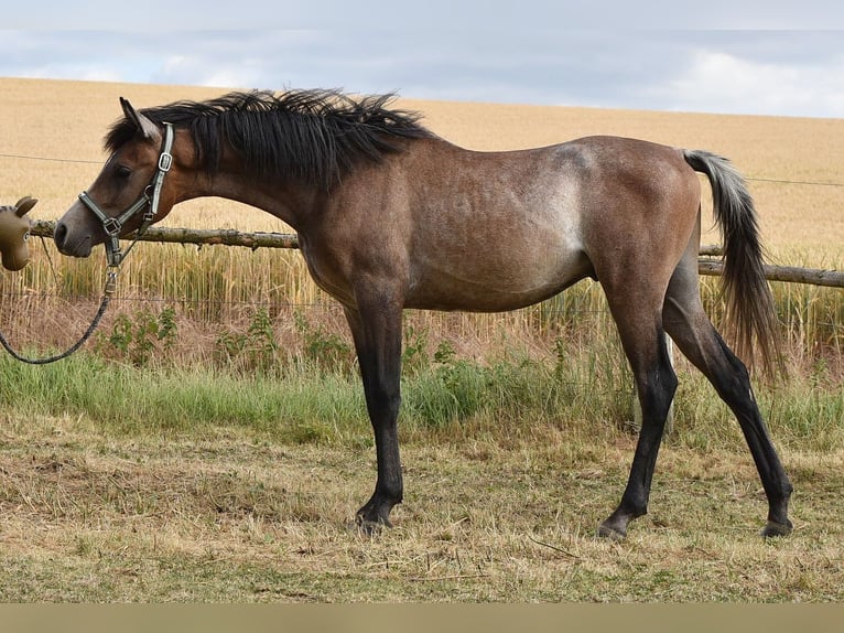 Pur-sang arabe Étalon 1 Année 150 cm Gris in Elxleben
