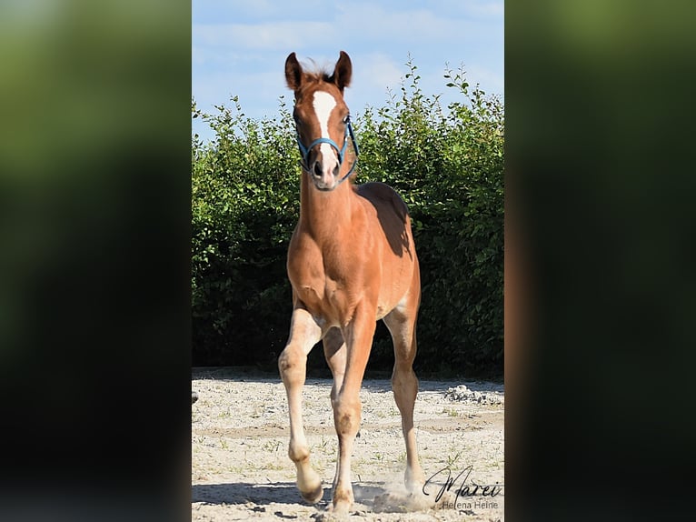 Pur-sang arabe Étalon 1 Année 152 cm Alezan brûlé in Scheeßel