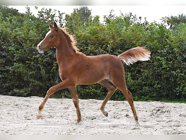 Pur-sang arabe Étalon 1 Année 152 cm Alezan in Scheeßel