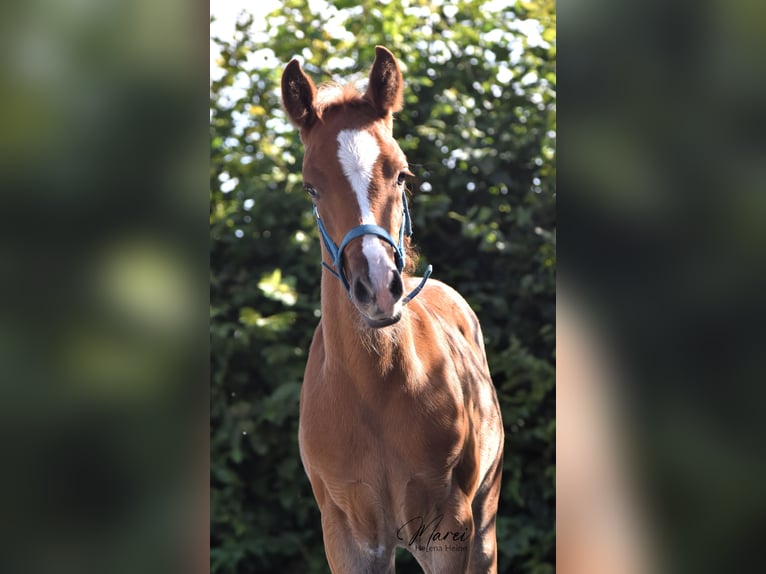 Pur-sang arabe Étalon 1 Année 152 cm Alezan in Scheeßel