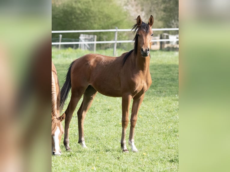 Pur-sang arabe Étalon 1 Année 154 cm Bai in Gemünden (Felda)