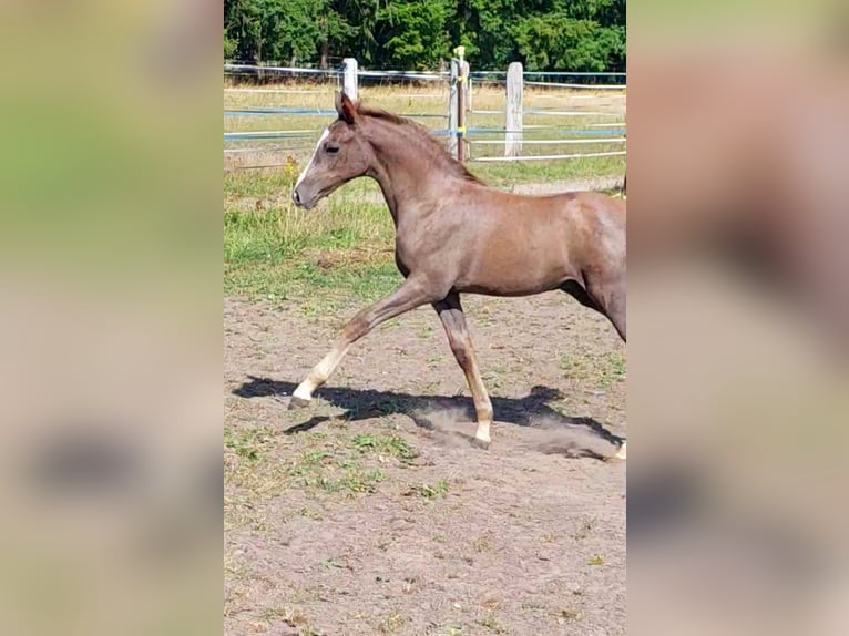 Pur-sang arabe Étalon 1 Année 154 cm Gris in Eschede