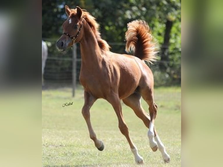 Pur-sang arabe Étalon 1 Année 155 cm Alezan in Leun