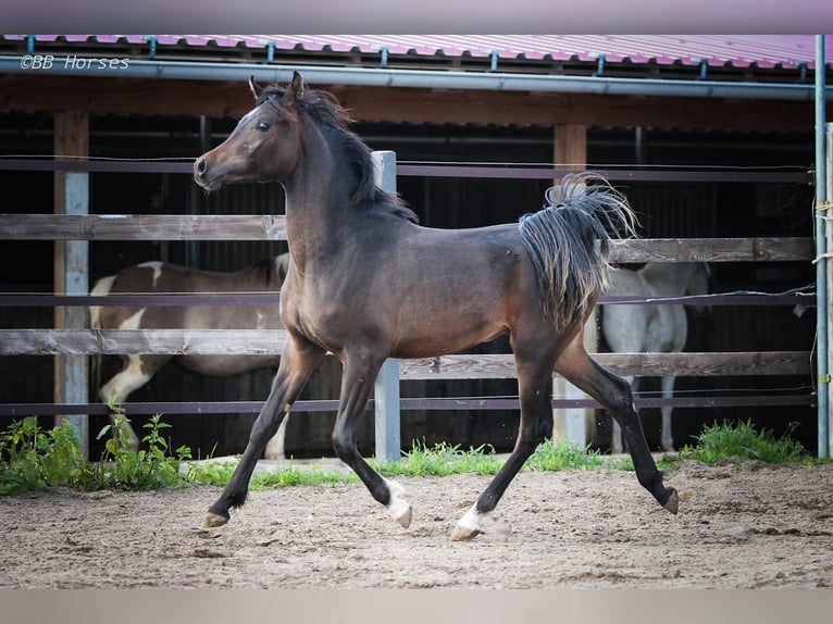 Pur-sang arabe Étalon 1 Année 155 cm Bai brun in Pastetten