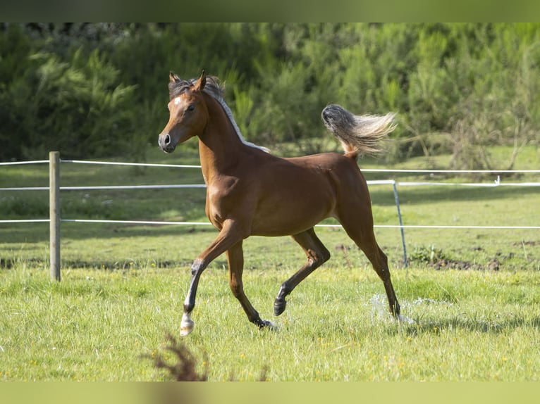 Pur-sang arabe Étalon 1 Année 155 cm Bai in Gram