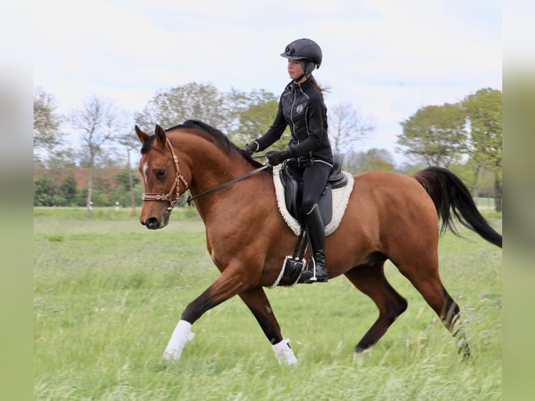 Pur-sang arabe Étalon 1 Année 155 cm Bai in Wangerland Hohenkirchen