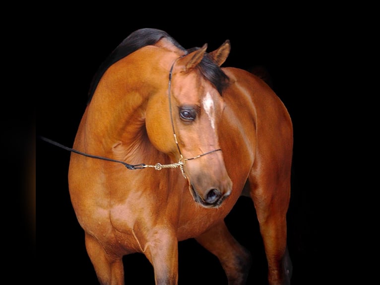 Pur-sang arabe Étalon 1 Année 155 cm Bai in Wangerland Hohenkirchen